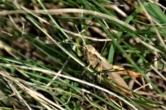 Gomphocerippus rufus