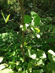 Amphicarpaea bracteata