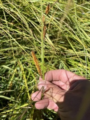 Carex utriculata
