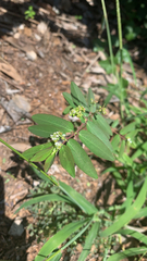 Euphorbia hypericifolia