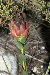 Liparia splendens comantha