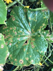 Colletotrichum orbiculare