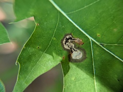 Stigmella quercipulchella