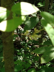 Amphicarpaea bracteata