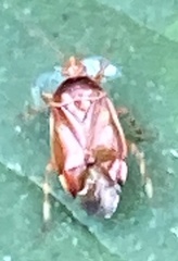 Deraeocoris