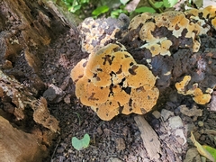 Pseudoinonotus