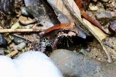 Leptodactylus savagei