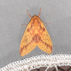 Symphlebia