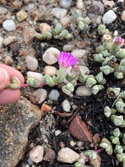 Braunsia maximilianii