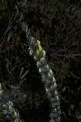 Aspalathus caledonensis