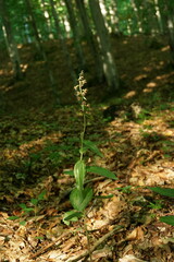 Epipactis helleborine