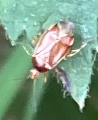 Deraeocoris