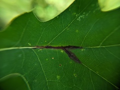 Apiognomonia errabunda