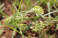 Xysmalobium involucratum