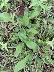 Rudbeckia hirta