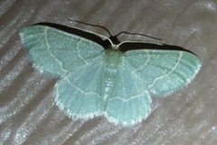 Chlorochlamys phyllinaria