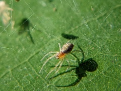 Dictynidae