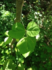 Amphicarpaea bracteata