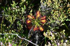 Drosera glabripes