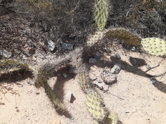 Opuntia littoralis