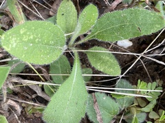 Rudbeckia hirta