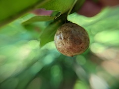 Amphibolips quercusinanis