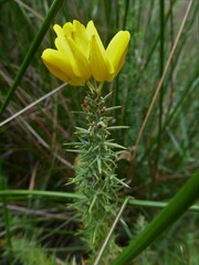 Ulex
