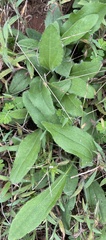 Rudbeckia hirta