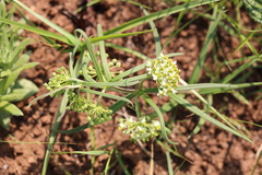 Xysmalobium involucratum