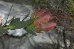 Liparia splendens comantha