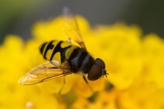 Eristalis transversa