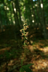 Epipactis helleborine