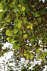 Rubiaceae