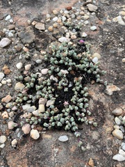 Braunsia maximilianii