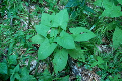 Salvia glutinosa