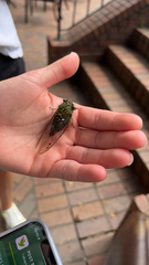 Neotibicen pruinosus