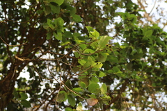 Rubiaceae