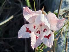 Gladiolus debilis