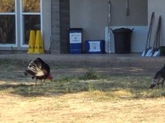 Meleagris gallopavo mexicana
