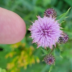 Cirsium arvense