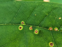 Neuroterus tantulus