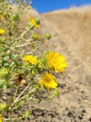 Grindelia camporum