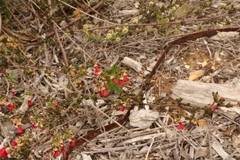 Hermannia joubertiana