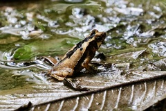 Rhinella alata