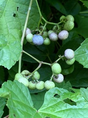 Ampelopsis glandulosa