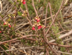 Hermannia joubertiana