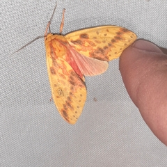 Symphlebia