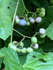 Ampelopsis glandulosa