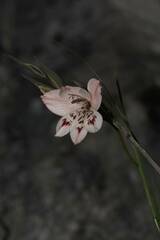Gladiolus debilis
