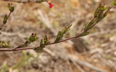 Hermannia joubertiana